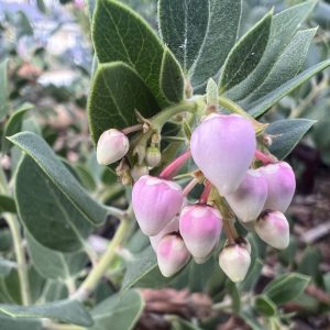 Big Sur Manzanita