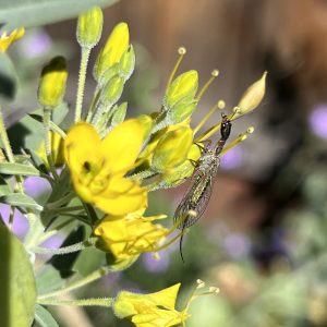 BladderPod