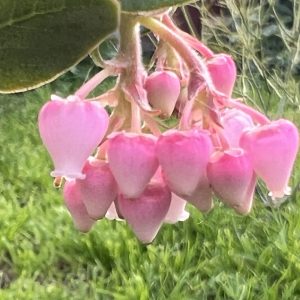 Manzanitas