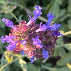 Celestial Blue Sage