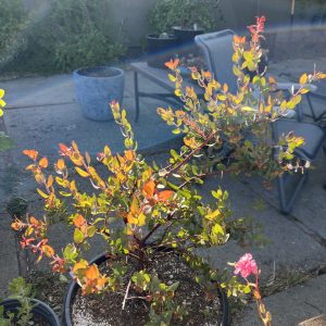 Lester Rowntree Manzanita