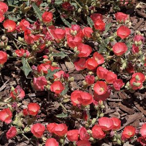Louis Hamilton Desert Mallow