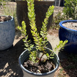 White Cloud Manzanita