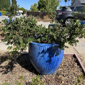 Big Sur in decorative pot