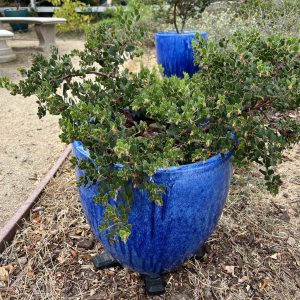 Big Sur in decorative pot