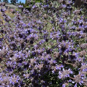 Pozo Blue Sage