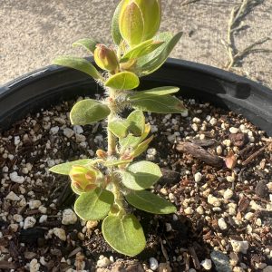 White Cloud Manzanita