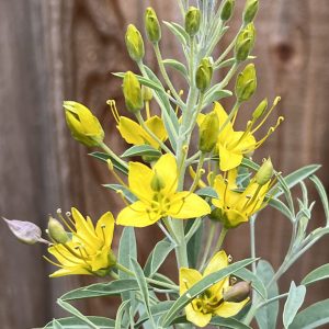 Miscellaneous Shrubs